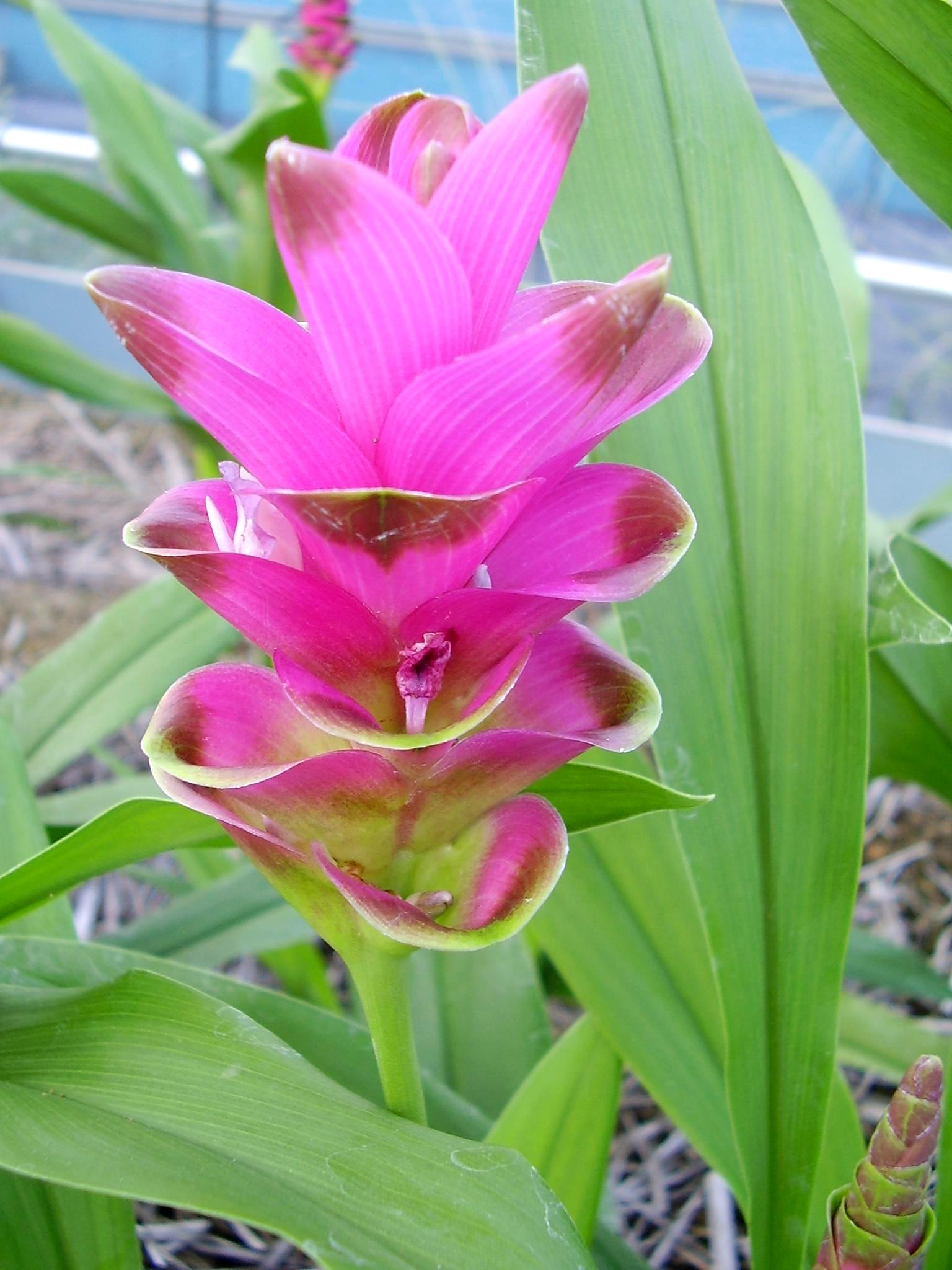 育成品種 花き18 愛知県