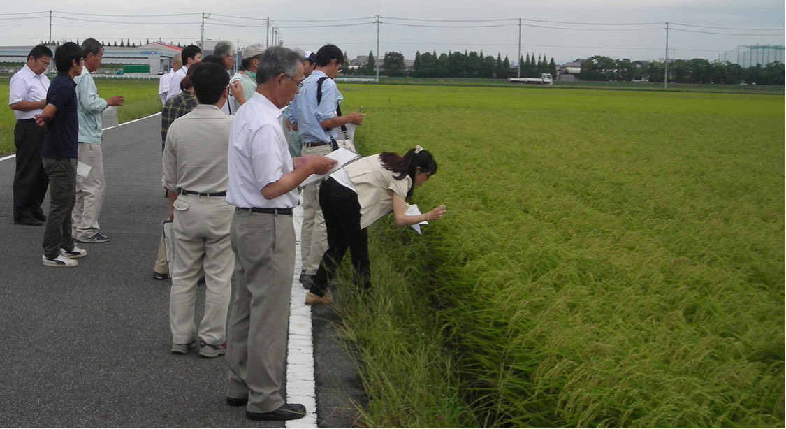 夢吟香の現地調査状況