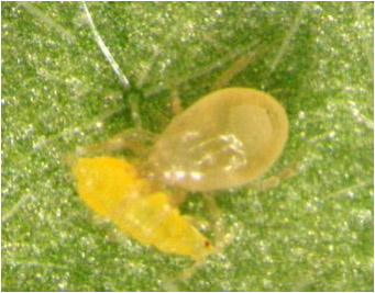 写真　ナス葉上のアザミウマ幼虫（害虫）を補食するスワルスキーカブリダニ（天敵）