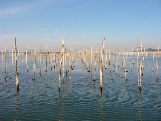 常滑市の海苔漁場