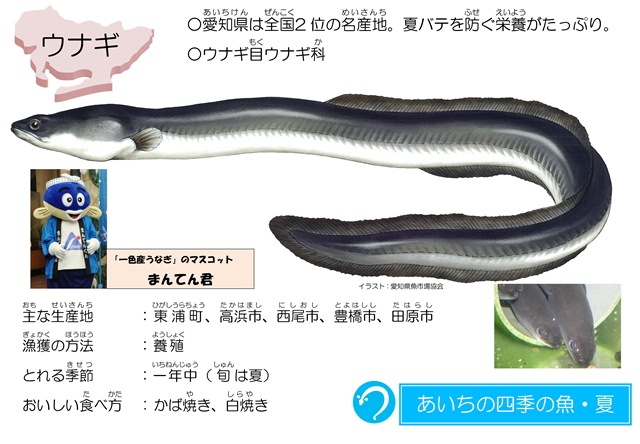 あいちの四季の魚 紹介ページ 愛知県