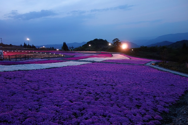 芝桜の丘