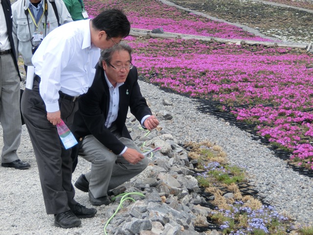 芝桜