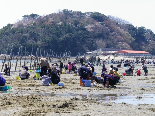 西尾市東幡豆の潮干狩り場