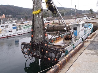 トリガイ漁が解禁されました - 愛知県