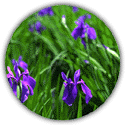 Prefecture flower