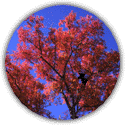 Prefecture tree