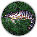 Prefecture fish