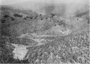 大正元年頃の植栽地