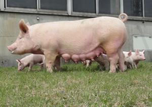 繁殖力が高く 子豚の発育が優れた新しい系統豚 アイリスw3 ダブルスリー を開発しました 愛知のおいしい豚肉の生産を支えます 愛知県