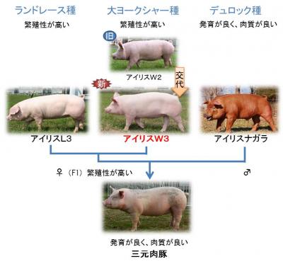 愛知県の系統豚による三元肉豚生産体制