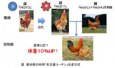愛知県の肉用「名古屋コーチン」生産方式