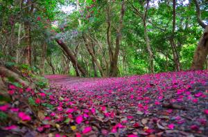 きれいなピンクの山道