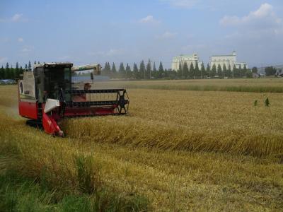 小麦の収穫風景
