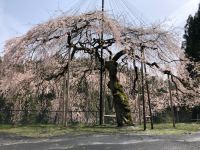 満開のウバヒガン桜