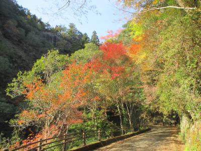 紅葉へ向かう木々