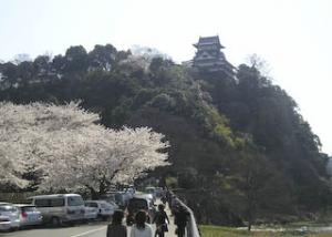 犬山城と桜