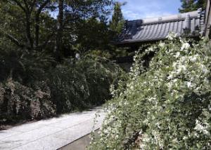 円光禅寺のハギ