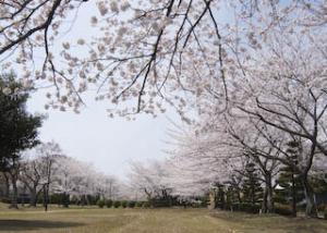 祖父江ふれあいの郷の桜並木