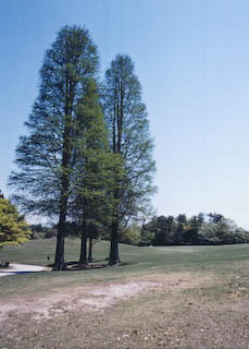 森林公園の自然