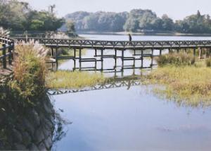 維摩池と周回橋