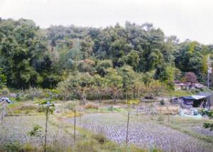 御城田池南側の田圃