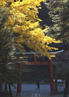 内々神社の大銀杏