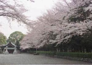 伊多波刀神社の桜