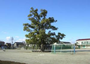 校庭の大樹