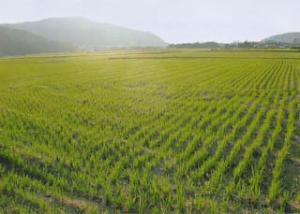 玉野町の田んぼ