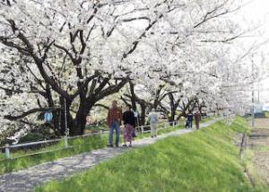 五条川の桜まつり