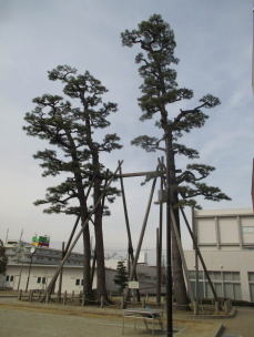 小牧小学校校庭のクロマツ