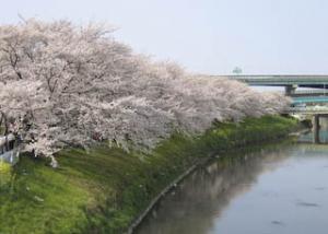 五条川の桜