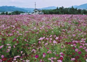 コスモスが満花