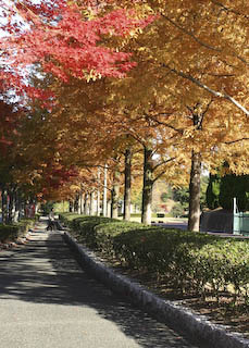 新城総合公園