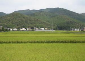 実りの時を迎えた美しい田園