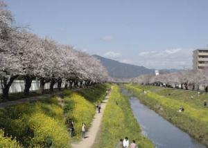 佐奈川　桜並木