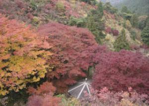 宮路山のコアブラツツジ自生地