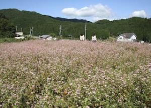 稲武桑原町棚田赤そば