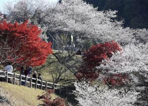 小原四季桜公園