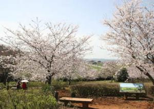 桜越しに広がる三河湾