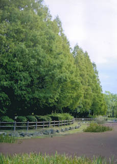 庄内緑地公園