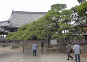 西方寺の黒松