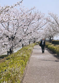 矢作川桜堤み