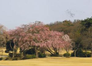 森林公園の自然