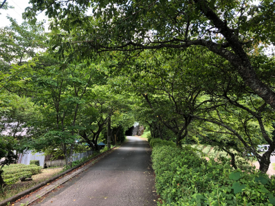 新緑の河津桜並木