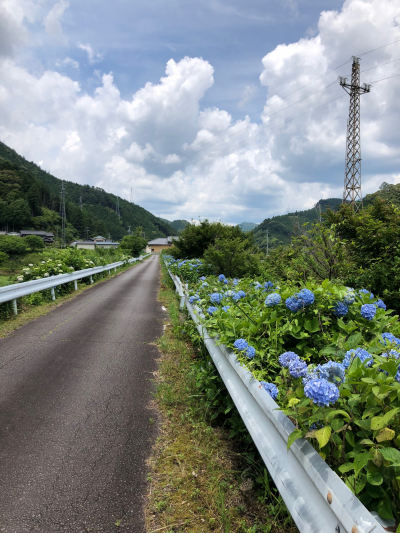 須山川橋梁脇に咲くアジサイ