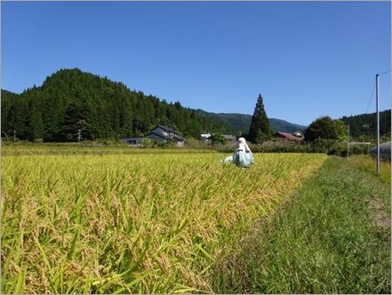 「愛知糯126号」坪刈り調査時の様子