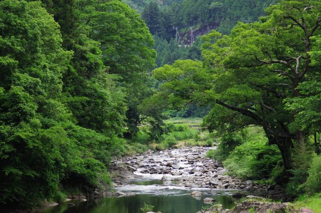 豊川上流の渓流