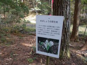 ミズバショウ群生地